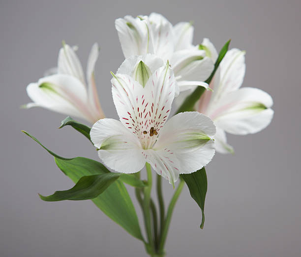 istock White flowers on gray background 146791537