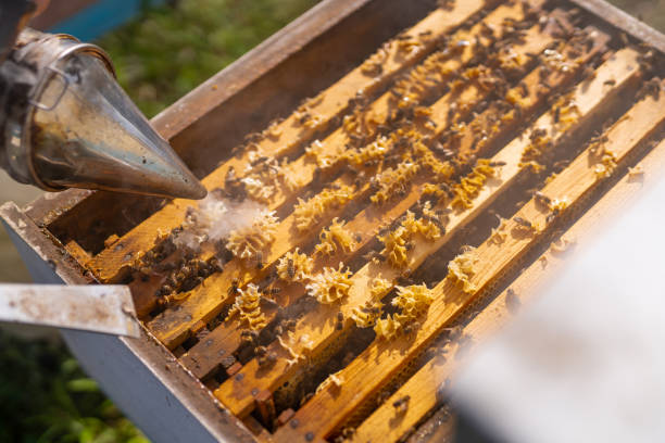 istock Beekeeping honeycomb frame. Bee apiary making sweet honey. 1467915400