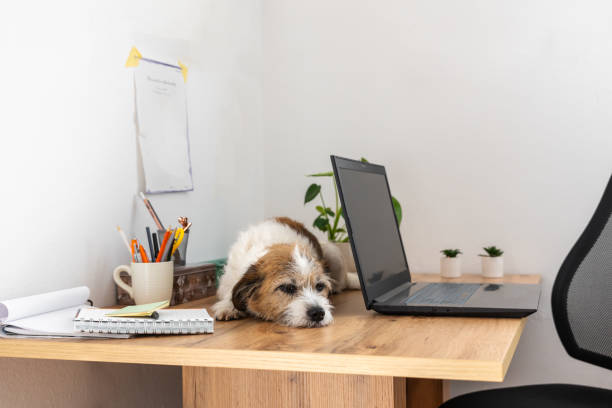 istock A dog sleeps on a desk 1467915987