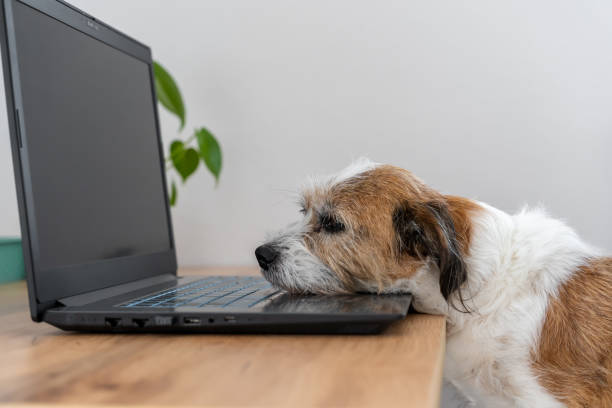 istock A dog sleeps on a laptop 1467916012
