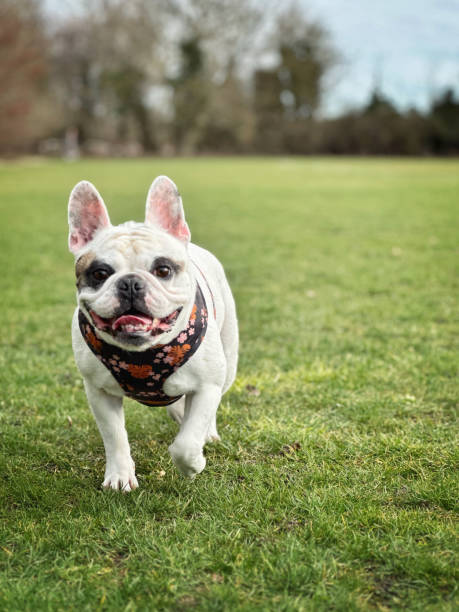 istock French Bulldog  walking at green field 1467918484