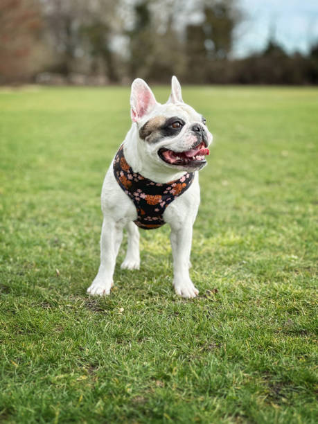 istock French Bulldog  walking at green field 1467918487