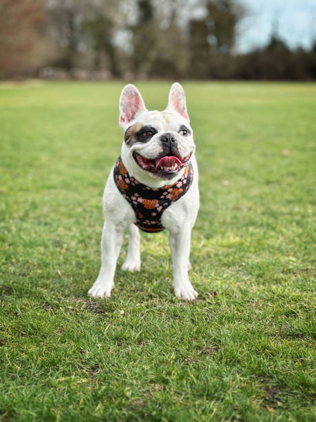 istock French Bulldog  walking at green field 1467918489