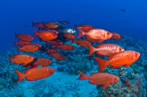 Shoal of red snappers in Red Sea.
