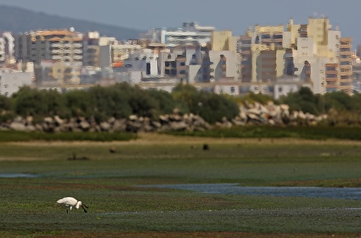 Eurasian Spoonbill (Platalea leucorodia) adult feeding in estuary with City of Faro in background

Ria Formosa NP, Algarve, Portugal                  April