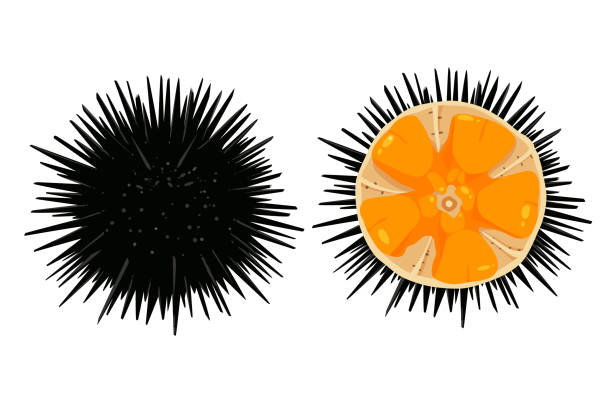 ilustrações de stock, clip art, desenhos animados e ícones de sea urchin isolated on white background - ouriço do mar