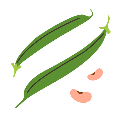 Green beans icon, vector illustration of healthy vegetable, doodle beans, healthy diet food, cooking ingredient, farm market product, isolated colored clipart on white background