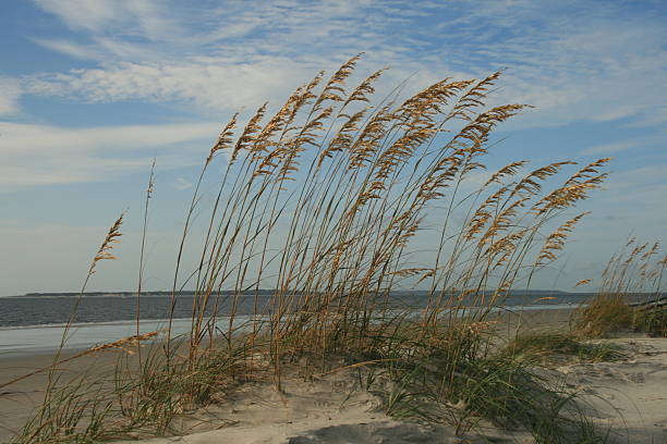 spiaggia di dune - sand dune cumberland island beach sand foto e immagini stock