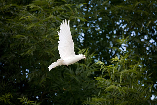 White Dove in flight stock photo