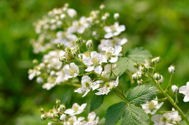 istock Garden blackberry flowers. Summer, blooming. 1467920665