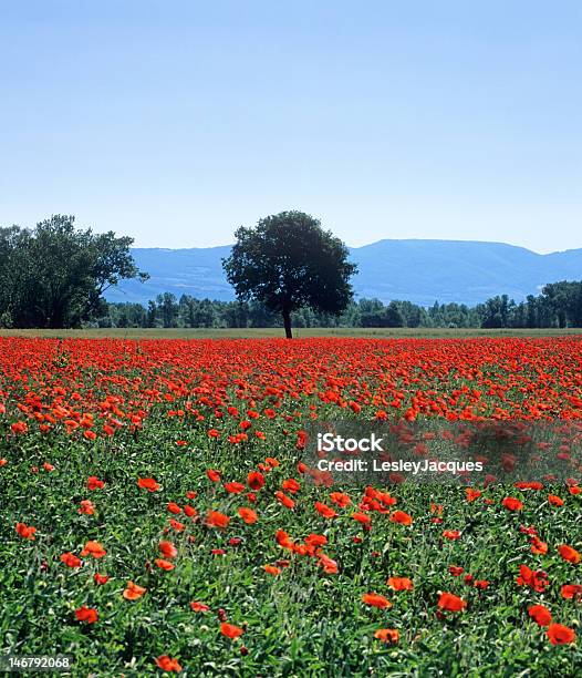 Toskanische Mohn Feld Im Frühjahr Stockfoto und mehr Bilder von Anhöhe - Anhöhe, Baum, Blume