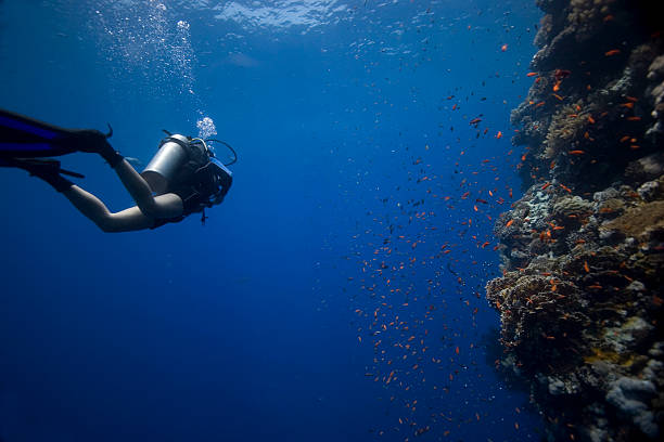istock Scuba diver in the Red Sea 146792076