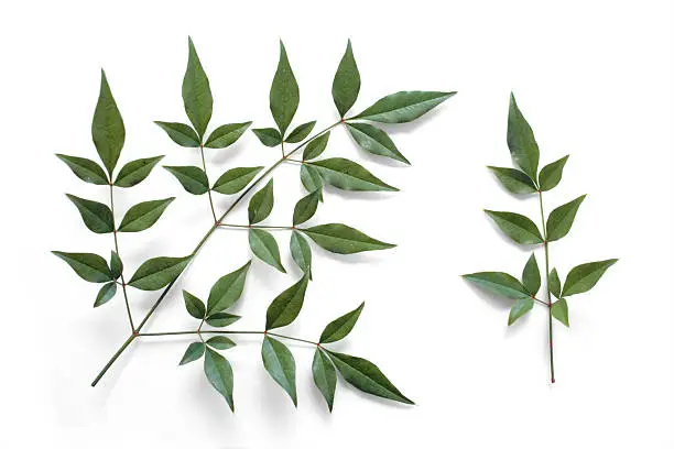 Leaves of the evergreen shrubbery Nandina. Studio Isolated on white and includes clipping path.