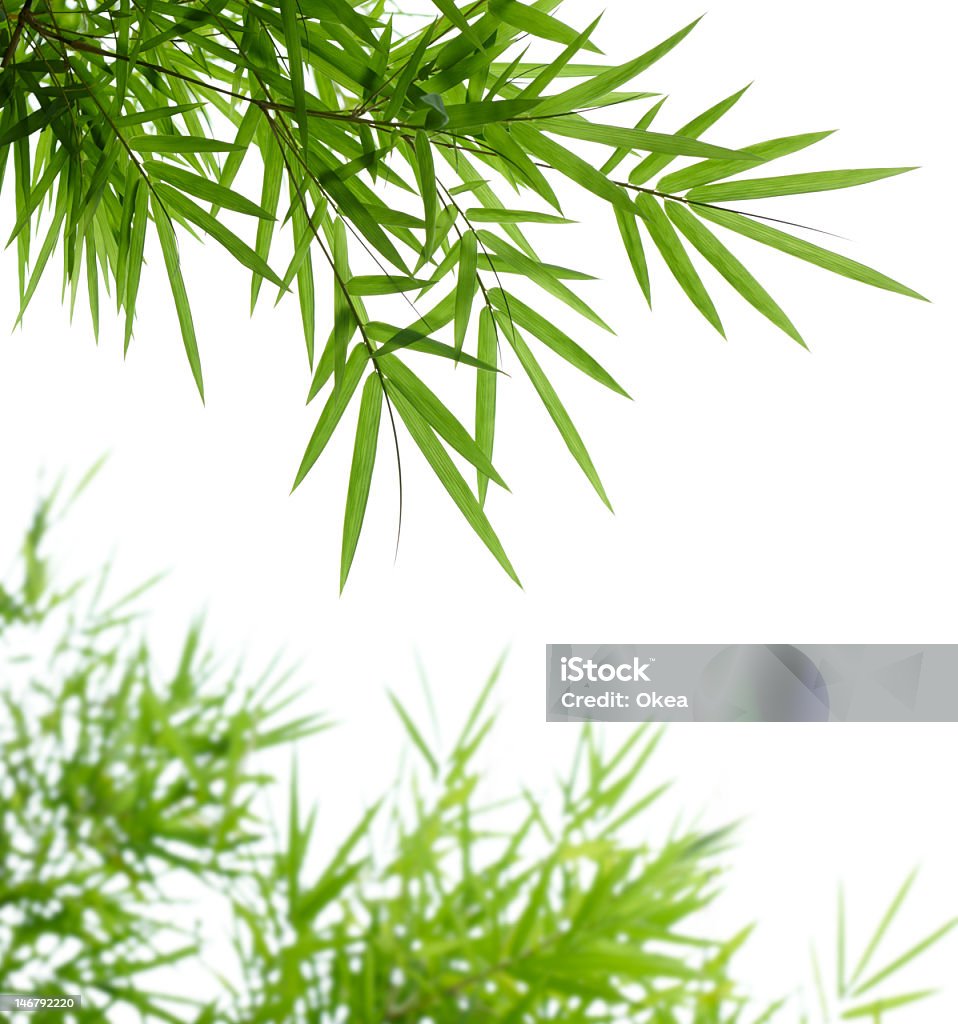 Cận Cảnh Những Chiếc Lá Tre Màu Xanh Lá Cây Tươi Sáng Hình ảnh Sẵn ...