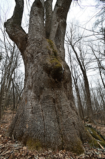 Vertical shot of wolf tree deep in the bare winter woods of New England. Spared the axe when the forest was cleared for agriculture, it dwarfs the much younger surrounding trees. Also called legacy tree and pasture tree. It has spreading limbs close to the ground -- rather than a tall, straight trunk -- because it grew in the open, without having to compete with other trees for sunlight. A white oak (Quercus alba), it could be 300 years old. In a nature preserve in Goshen, Connecticut -- a small town in rural Litchfield County.
