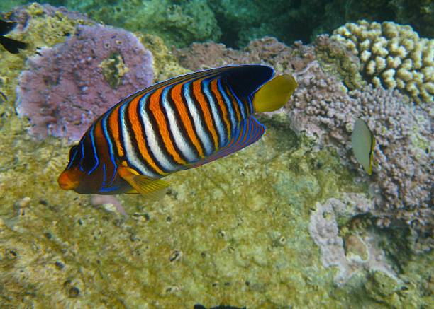 Tropische Imperator-Kaiserfisch am Riff auf Tahiti – Foto