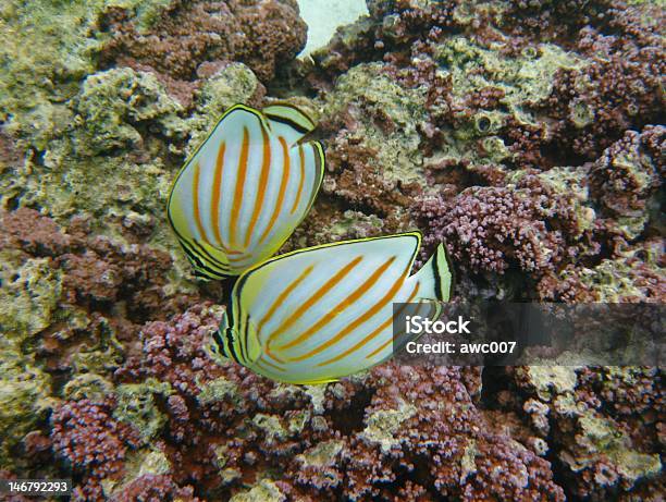 Ornato Butteflyfish Sulla Barriera Corallina Tropicale Di Moorea - Fotografie stock e altre immagini di Barriera corallina