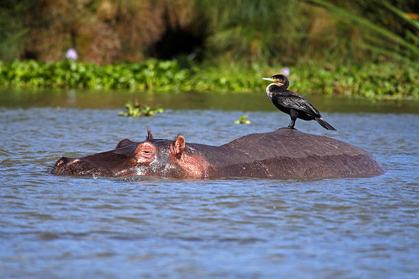 Cormorano su hippo - foto stock