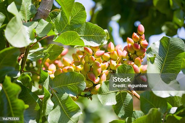 Pistachio Nuts On The Tree Stock Photo - Download Image Now - Pistachio, Tree, Appetizer