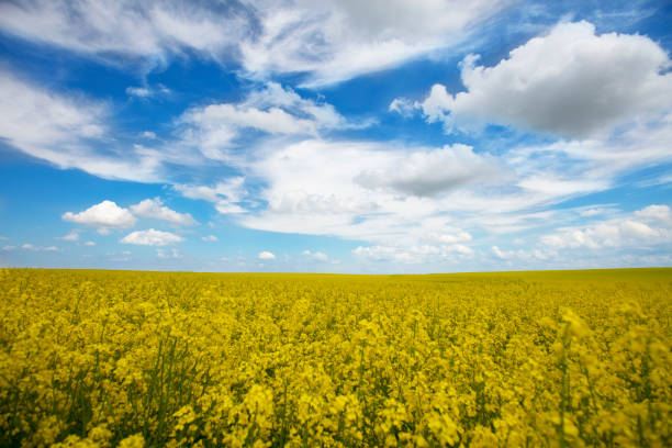 istock Rapeseed yellow field against the blue sky. 1467924922