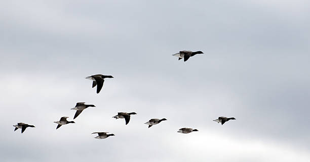 geese fly southward stock photo