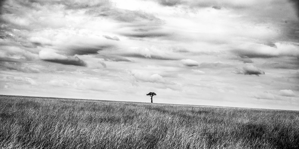 Landscape with a lonely acacia tree in the Maasai Mara National Reserve  in Kenya.