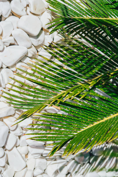 istock Vertical frame, palm leaves on a white stone background, natural background idea 1467928083