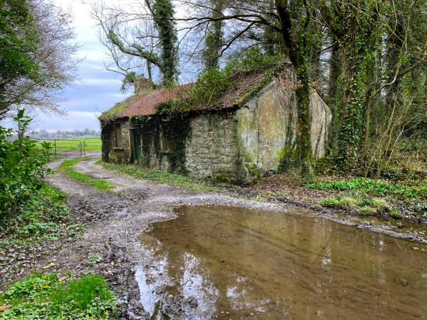 Ireland , Bruff, countryside, cattle grazing