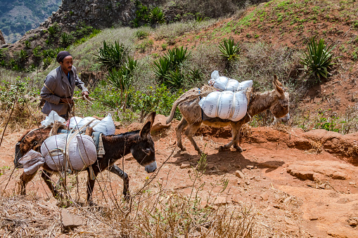 A man with donkeys carrying sacks on a dusty path, Santiago Island, Cape Verde Islands in the Atlantic Ocean, March 22nd, 2017