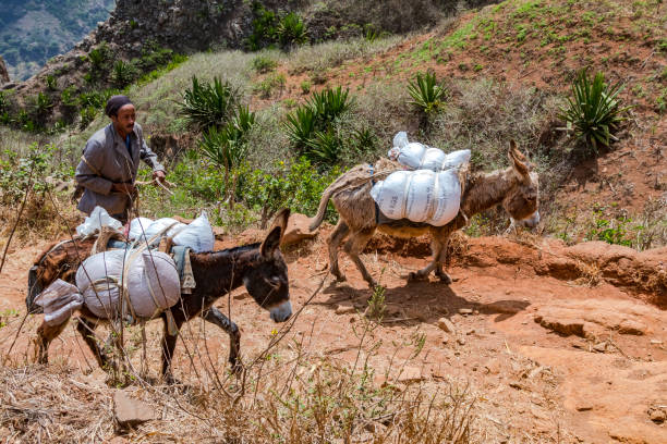 A man with two donkeys as beasts of burden, dutifully carrying sacks, Santiago Island, Cape Verde, March 22nd, 2017 stock photo