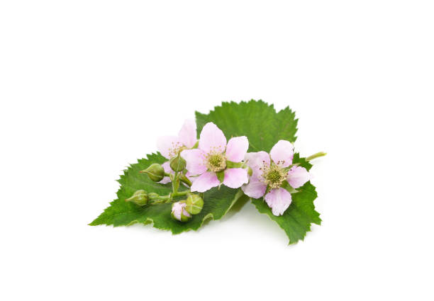 istock Beautiful blackberry flower. 1467929579