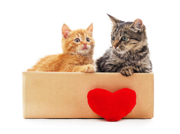 istock Kittens in the box with a toy heart. 1467929590