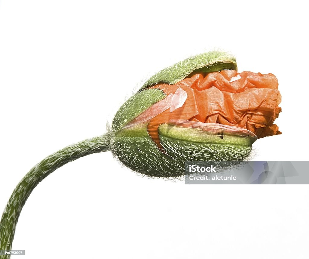 blossoming poppy blossoming red poppy on a white background Flower Stock Photo