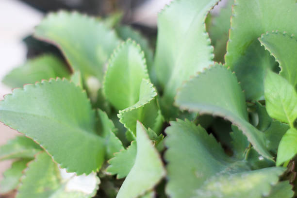 istock Scientific name: Kalanchoe pinnata is a biennial plant. 1467931556