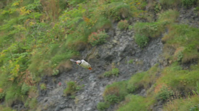 puffin taking off flying slow motion alcid bird flies from coastal cliff