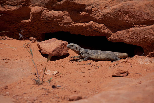 Common chuckwalla sunning himself beside den. A common chuckwalla (sauromalus ater, formerly named sauromalus obesis) basks in the summer sunshine beside his den. This specimen was found in St. George, Utah, USA. The chuckwalla is currently on the Utah 'sensitive species' list because of it's disappearing habitat. sauromalus ater stock pictures, royalty-free photos & images