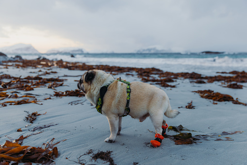 A little cute pug wearing orange socks relaxing at the beautiful beach with snowcapped island view during idyllic sunset in Scandinavia