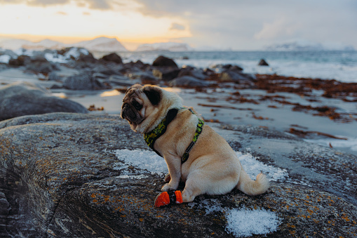 A little cute pug wearing orange socks relaxing at the beautiful beach with snowcapped island view during idyllic sunset in Scandinavia