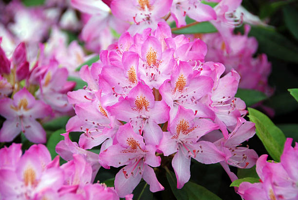 istock Pink Rhododendron standing in flowerbed 146793391