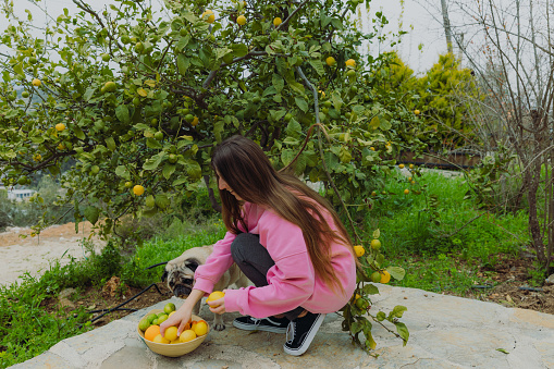 Side view of smiling female in a bright pink sweater and a pug gathering citruses in the green garden holding a bowl of fresh colourful citrus fruits in Mediterranean Turkey