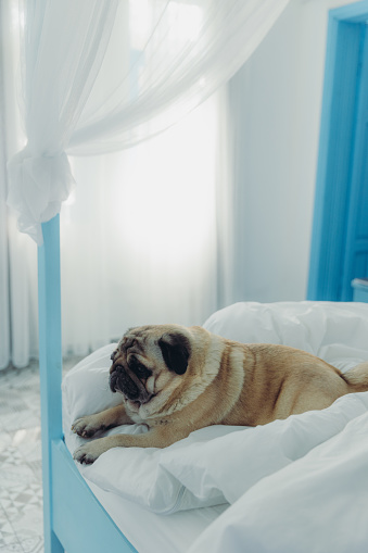 Beuatiful pug sleeping on the bed in stylish room with tuqouise and white ornaments in Turkey, Middle East