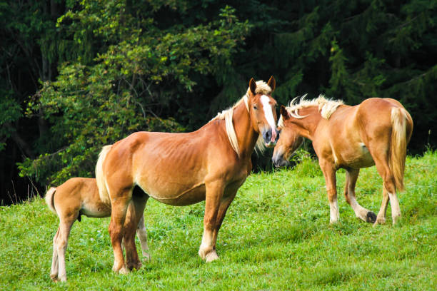 caballos belgas pastando cerca del bosque - belgian horse fotografías e imágenes de stock