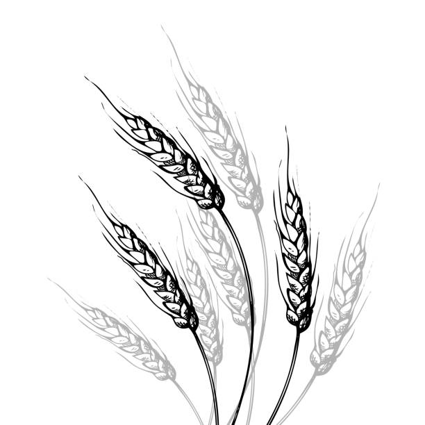 Hand drawn wheat ears sketch doodle. Bunch of wheat ears, dried whole grains. Cereal harvest, agriculture, bakery , farming, healthy food symbol. Design element. Vector Hand drawn wheat ears sketch doodle. Bunch of wheat ears, dried whole grains. Cereal harvest, agriculture, bakery , farming, healthy food symbol. Design element. Vector illustration threshing stock illustrations