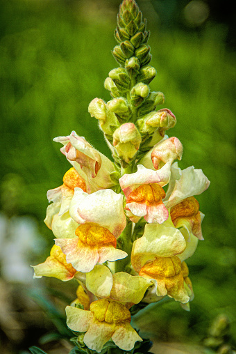 Close up of yellow Snapdragon.
