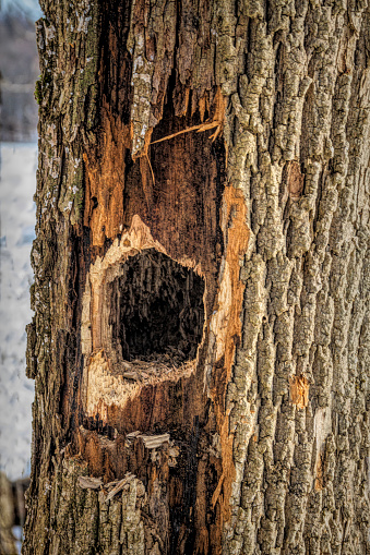 Dead Ash Tree makes Home for Animals