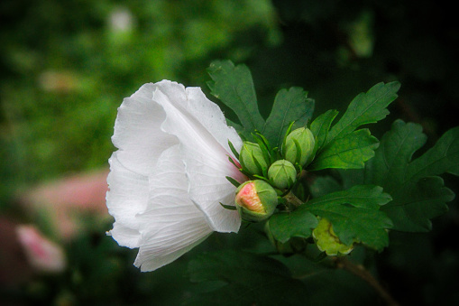 Rose of Sharon Blossom and Buds