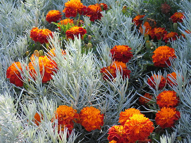 Orange Marigold flowers Closeup of orange marigold flowers trishz stock pictures, royalty-free photos & images
