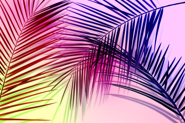 istock Palm branches and shadows on pink background, color tone effect. Summer party 1467937704