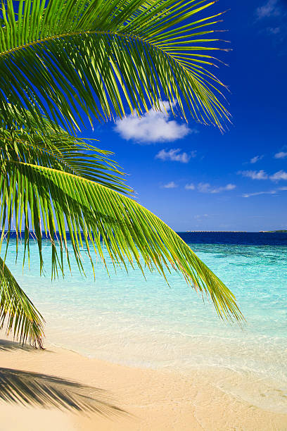 istock Maldives Tropical Paradise with Palm Tree and Beach 146793797