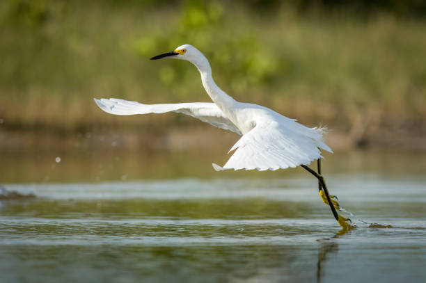 garceta nívea toma vuelo - wading snowy egret egret bird fotografías e imágenes de stock
